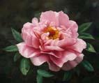 unknow artist Realistic Pink Rose